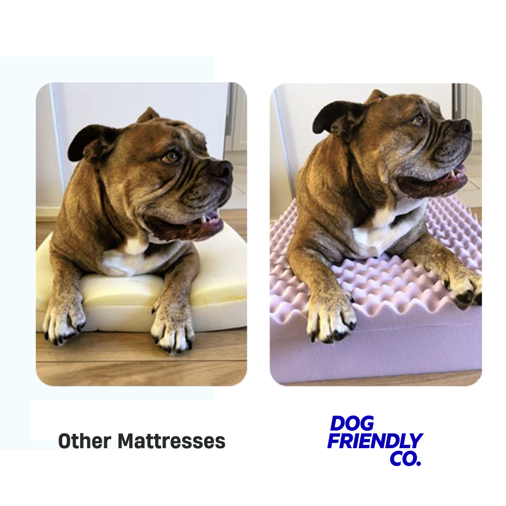 Premium Orthopedic Memory Foam Dog Bed - Cream (Medium)