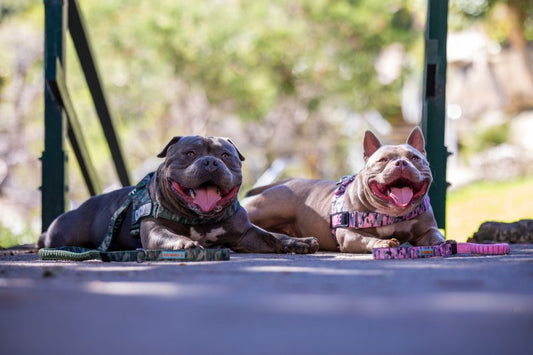 Dogs in the park