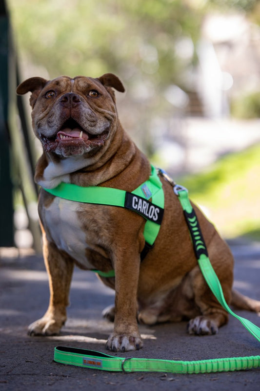 green Dog harness 