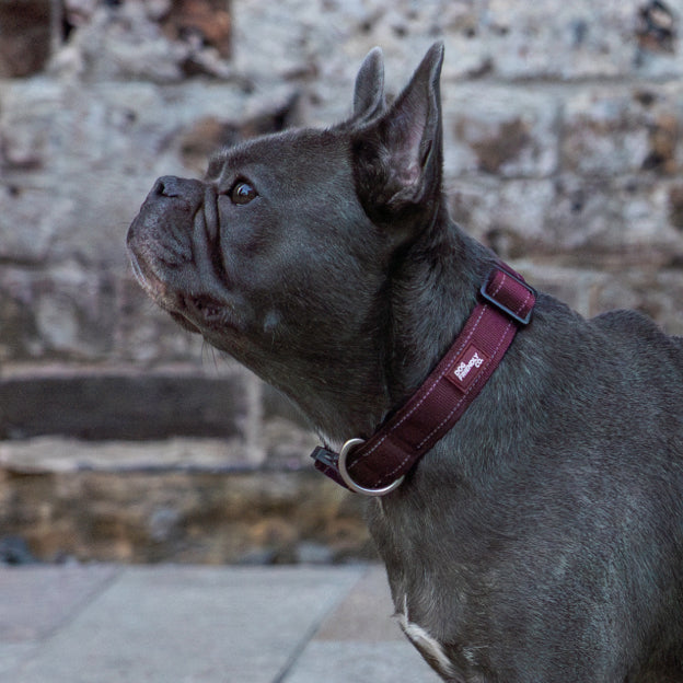 Tactical Dog Collar - Burgundy