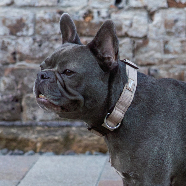 Tactical Dog Collar - Brown