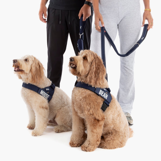 Bungee Dog Leash - Navy Blue