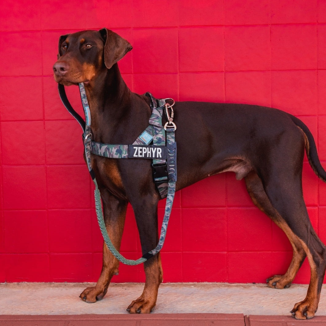 Dog Harness