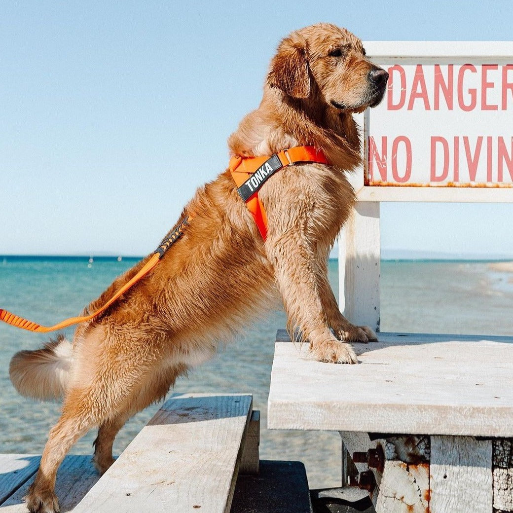 Dog Harness