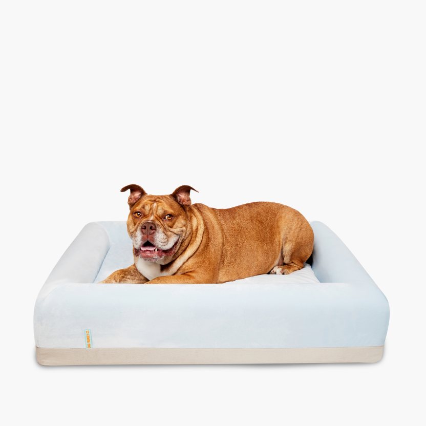 Orthopedic Memory Foam Dog Bed - Sky Blue (Medium)