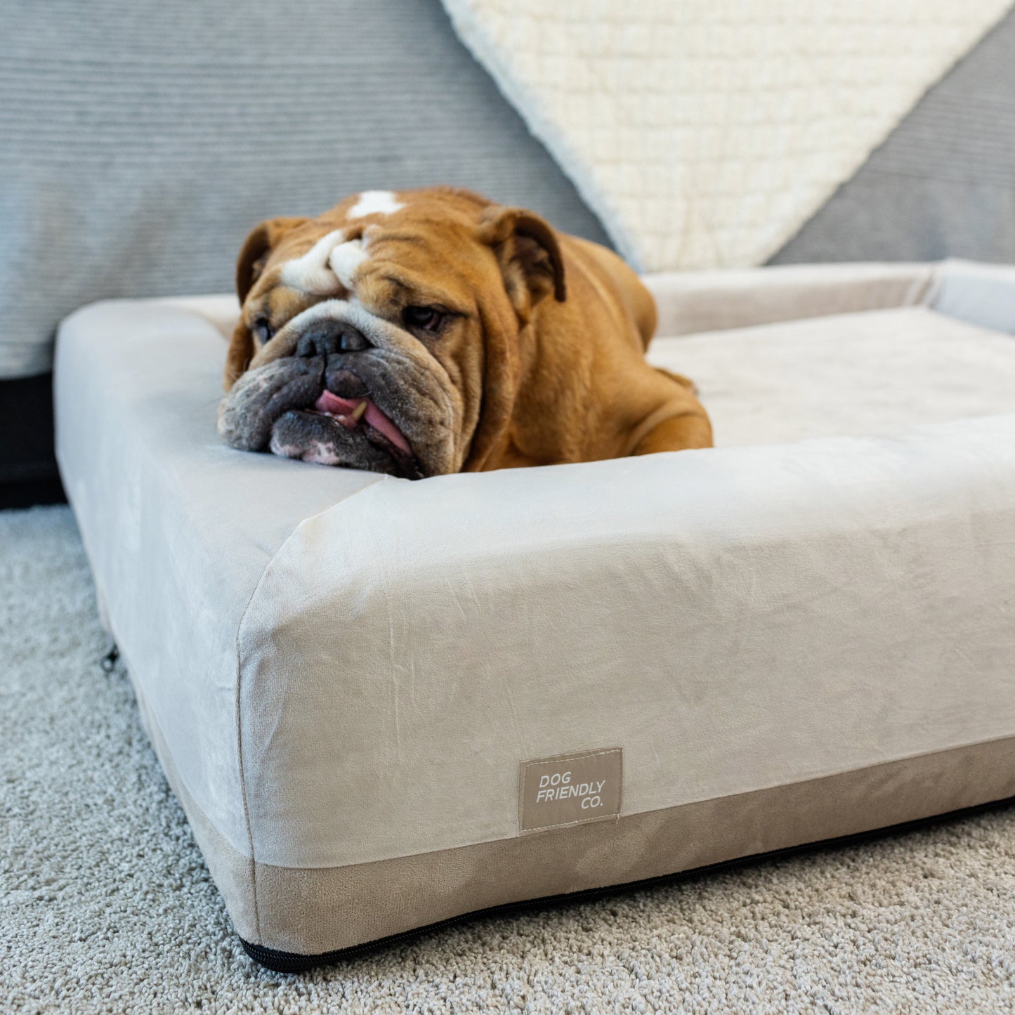 Orthopedic Memory Foam Dog Bed - Beige (Medium)