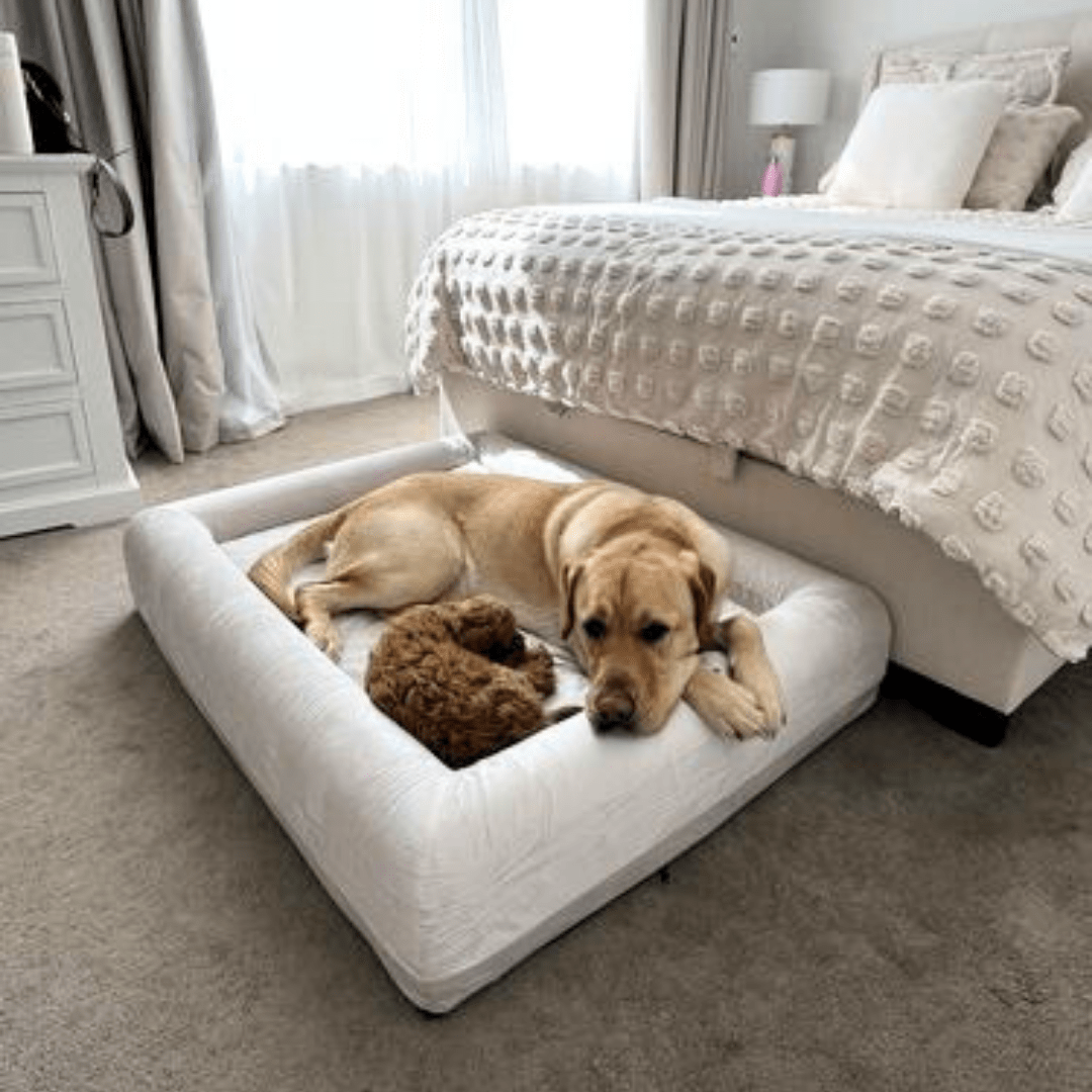 Orthopedic Memory Foam Dog Bed - Beige (Large)