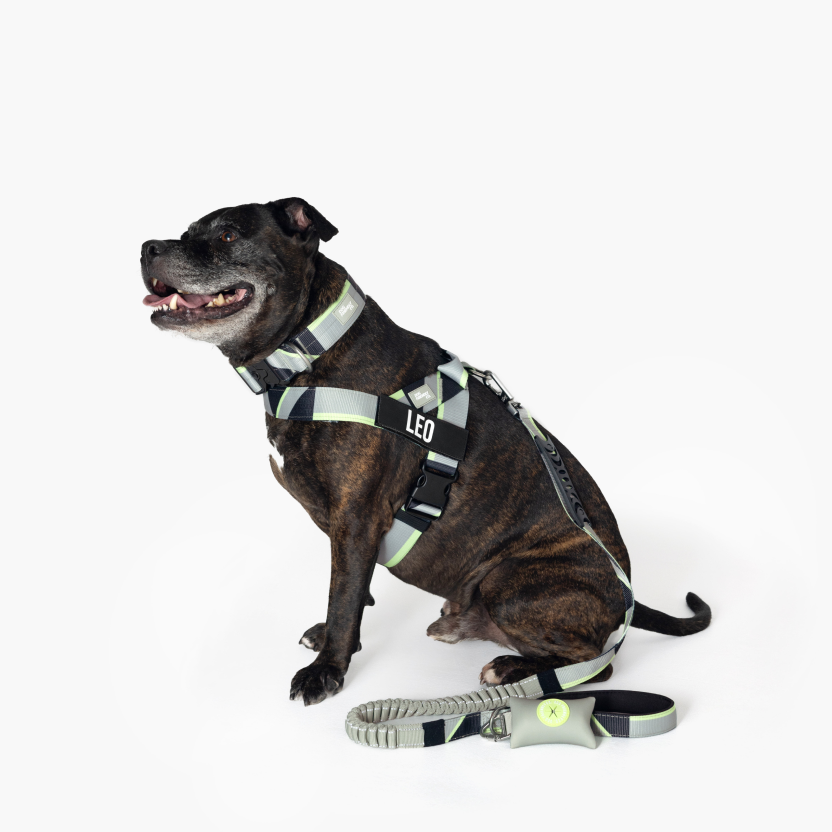 Tactical Dog Collar - Limited Edition Green