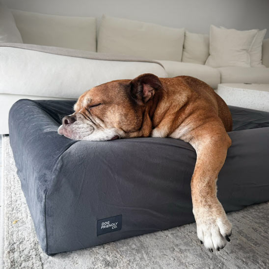 Orthopedic Memory Foam Dog Bed - Charcoal (Large)