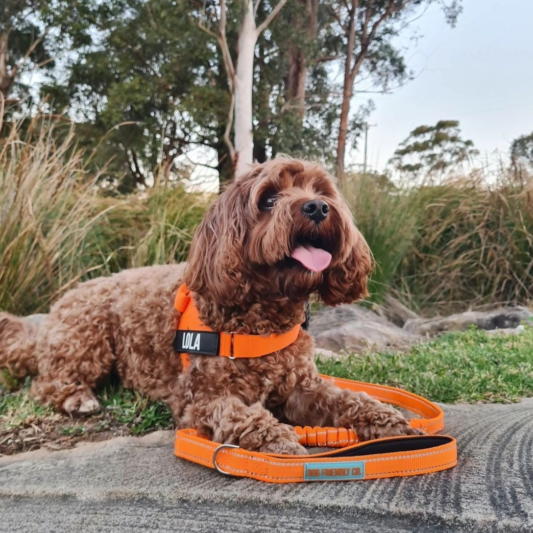 Dog Harness