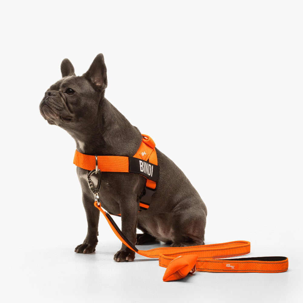 Walk Essentials - Hi-Vis Orange